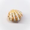 Picture of Kingspoint Designs Venus the Scallop Shell Mini Trinket Box