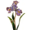 Picture of Jay Strongwater Vincent Iris Objet