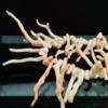 Picture of Vintage Natural Southwestern Angel Skin Coral Branch Necklace