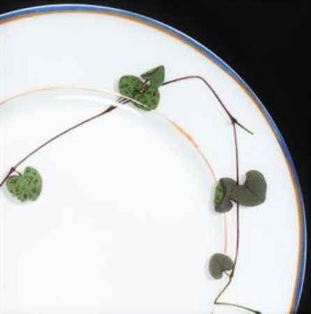 Picture for pattern Nature